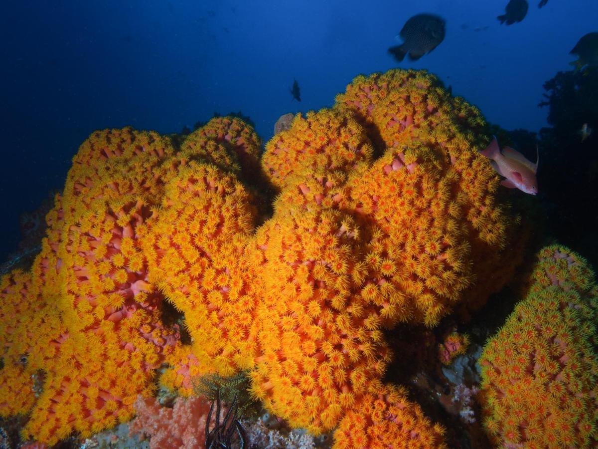 Blue Bay Divers Likupang Bangka 外观 照片