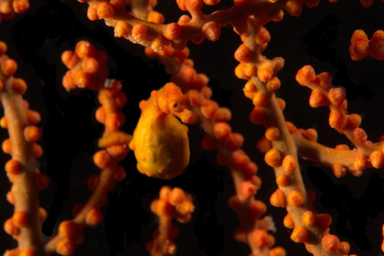Blue Bay Divers Likupang Bangka 外观 照片
